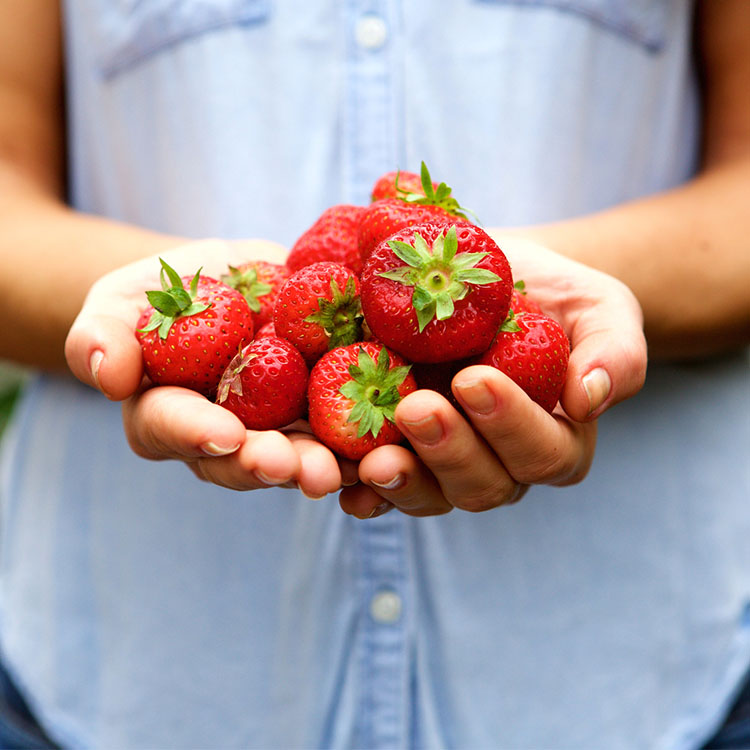 Strawberry Season is Here!